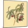 Spaendoncea Tamarandifolia-null-Mounted Art Print