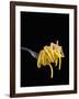 Spaghetti Alla Carbonara, Italian Pasta Dish Based on Eggs, Cheese, Bacon and Black Pepper, Italy-Nico Tondini-Framed Photographic Print