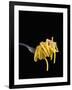 Spaghetti Alla Carbonara, Italian Pasta Dish Based on Eggs, Cheese, Bacon and Black Pepper, Italy-Nico Tondini-Framed Photographic Print
