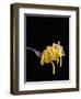 Spaghetti Alla Carbonara, Italian Pasta Dish Based on Eggs, Cheese, Bacon and Black Pepper, Italy-Nico Tondini-Framed Premium Photographic Print