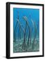 Spaghetti Garden Eels (Gorgasia Maculata) Stretching Up Out of their Burrows on a Rubble Slope-Alex Mustard-Framed Photographic Print