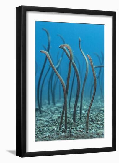 Spaghetti Garden Eels (Gorgasia Maculata) Stretching Up Out of their Burrows on a Rubble Slope-Alex Mustard-Framed Premium Photographic Print