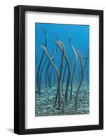 Spaghetti Garden Eels (Gorgasia Maculata) Stretching Up Out of their Burrows on a Rubble Slope-Alex Mustard-Framed Photographic Print