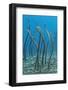 Spaghetti Garden Eels (Gorgasia Maculata) Stretching Up Out of their Burrows on a Rubble Slope-Alex Mustard-Framed Photographic Print