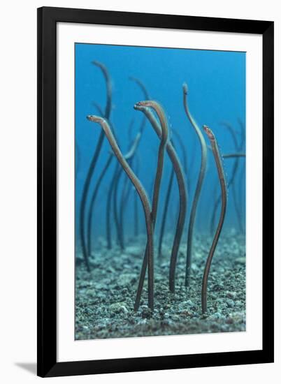 Spaghetti Garden Eels (Gorgasia Maculata) Stretching Up Out of their Burrows on a Rubble Slope-Alex Mustard-Framed Photographic Print