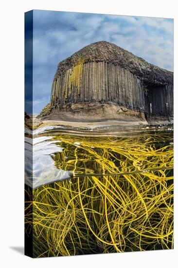 Spaghetti seaweed, Fingal's Cave. Isle of Staffa, Scotland-Alex Mustard-Stretched Canvas