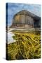 Spaghetti seaweed, Fingal's Cave. Isle of Staffa, Scotland-Alex Mustard-Stretched Canvas