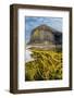 Spaghetti seaweed, Fingal's Cave. Isle of Staffa, Scotland-Alex Mustard-Framed Photographic Print