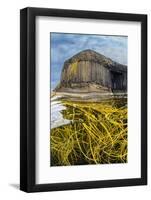 Spaghetti seaweed, Fingal's Cave. Isle of Staffa, Scotland-Alex Mustard-Framed Photographic Print