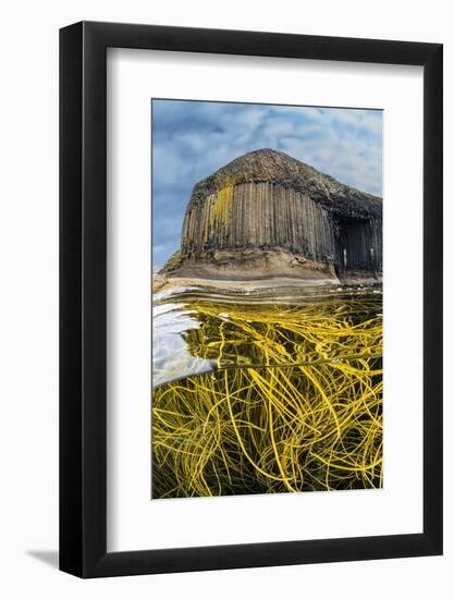 Spaghetti seaweed, Fingal's Cave. Isle of Staffa, Scotland-Alex Mustard-Framed Photographic Print