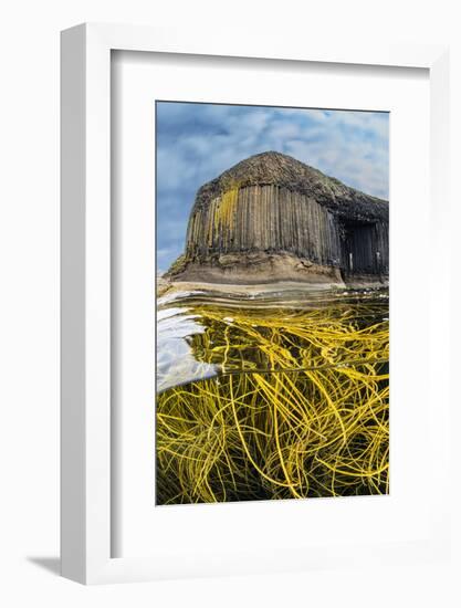 Spaghetti seaweed, Fingal's Cave. Isle of Staffa, Scotland-Alex Mustard-Framed Photographic Print