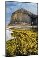 Spaghetti seaweed, Fingal's Cave. Isle of Staffa, Scotland-Alex Mustard-Mounted Photographic Print