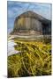 Spaghetti seaweed, Fingal's Cave. Isle of Staffa, Scotland-Alex Mustard-Mounted Photographic Print