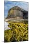 Spaghetti seaweed, Fingal's Cave. Isle of Staffa, Scotland-Alex Mustard-Mounted Photographic Print