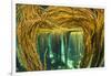 Spaghetti seaweed forest, Inner Hebrides, Scotland-Alex Mustard-Framed Photographic Print