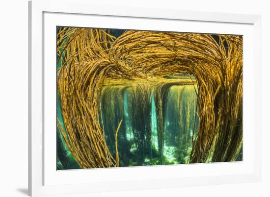 Spaghetti seaweed forest, Inner Hebrides, Scotland-Alex Mustard-Framed Photographic Print