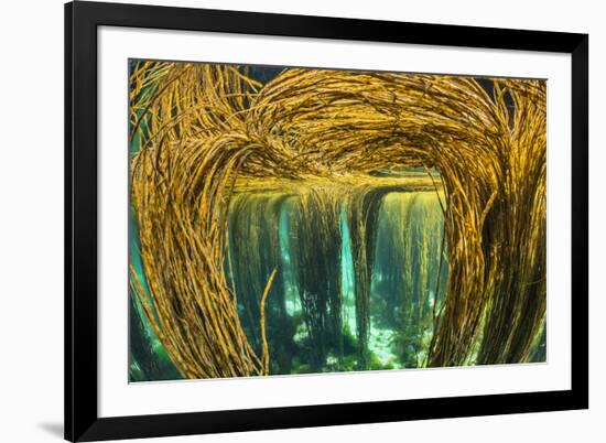 Spaghetti seaweed forest, Inner Hebrides, Scotland-Alex Mustard-Framed Photographic Print