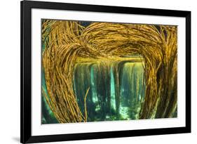 Spaghetti seaweed forest, Inner Hebrides, Scotland-Alex Mustard-Framed Photographic Print