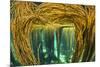 Spaghetti seaweed forest, Inner Hebrides, Scotland-Alex Mustard-Mounted Photographic Print