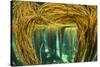 Spaghetti seaweed forest, Inner Hebrides, Scotland-Alex Mustard-Stretched Canvas