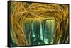 Spaghetti seaweed forest, Inner Hebrides, Scotland-Alex Mustard-Framed Stretched Canvas