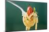 Spaghetti with Cherry Tomato on Fork-Foodcollection-Mounted Photographic Print