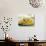 Spaghetti with Zucchini, Italy, Europe-Angelo Cavalli-Photographic Print displayed on a wall