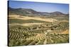 Spain, Andalucia. Olive Trees Endless Field in Summer.-Francesco Riccardo Iacomino-Stretched Canvas