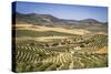 Spain, Andalucia. Olive Trees Endless Field in Summer.-Francesco Riccardo Iacomino-Stretched Canvas