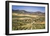 Spain, Andalucia. Olive Trees Endless Field in Summer.-Francesco Riccardo Iacomino-Framed Photographic Print