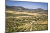 Spain, Andalucia. Olive Trees Endless Field in Summer.-Francesco Riccardo Iacomino-Mounted Photographic Print