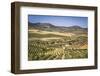 Spain, Andalucia. Olive Trees Endless Field in Summer.-Francesco Riccardo Iacomino-Framed Photographic Print