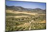 Spain, Andalucia. Olive Trees Endless Field in Summer.-Francesco Riccardo Iacomino-Mounted Photographic Print