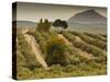 Spain, Andalucia Region, Jaen Province, Jaen-Area, Olive Trees-Walter Bibikow-Stretched Canvas