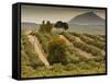 Spain, Andalucia Region, Jaen Province, Jaen-Area, Olive Trees-Walter Bibikow-Framed Stretched Canvas