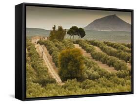 Spain, Andalucia Region, Jaen Province, Jaen-Area, Olive Trees-Walter Bibikow-Framed Stretched Canvas