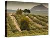 Spain, Andalucia Region, Jaen Province, Jaen-Area, Olive Trees-Walter Bibikow-Stretched Canvas