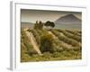 Spain, Andalucia Region, Jaen Province, Jaen-Area, Olive Trees-Walter Bibikow-Framed Photographic Print