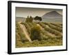 Spain, Andalucia Region, Jaen Province, Jaen-Area, Olive Trees-Walter Bibikow-Framed Photographic Print