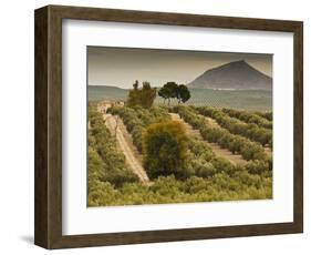 Spain, Andalucia Region, Jaen Province, Jaen-Area, Olive Trees-Walter Bibikow-Framed Photographic Print