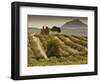 Spain, Andalucia Region, Jaen Province, Jaen-Area, Olive Trees-Walter Bibikow-Framed Photographic Print