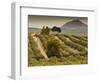 Spain, Andalucia Region, Jaen Province, Jaen-Area, Olive Trees-Walter Bibikow-Framed Photographic Print