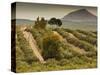 Spain, Andalucia Region, Jaen Province, Jaen-Area, Olive Trees-Walter Bibikow-Stretched Canvas