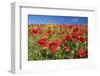 Spain, Andalusia. A field of bright and cheerful red poppy wildflowers.-Brenda Tharp-Framed Photographic Print