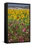 Spain, Andalusia, Cadiz Province, Bornos. Sunflower fields.-Julie Eggers-Framed Stretched Canvas