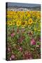 Spain, Andalusia, Cadiz Province, Bornos. Sunflower fields.-Julie Eggers-Stretched Canvas