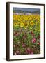 Spain, Andalusia, Cadiz Province, Bornos. Sunflower fields.-Julie Eggers-Framed Photographic Print