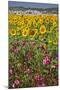 Spain, Andalusia, Cadiz Province, Bornos. Sunflower fields.-Julie Eggers-Mounted Photographic Print