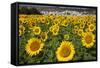 Spain, Andalusia, Cadiz Province. Sunflower fields.-Julie Eggers-Framed Stretched Canvas