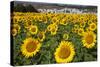 Spain, Andalusia, Cadiz Province. Sunflower fields.-Julie Eggers-Stretched Canvas